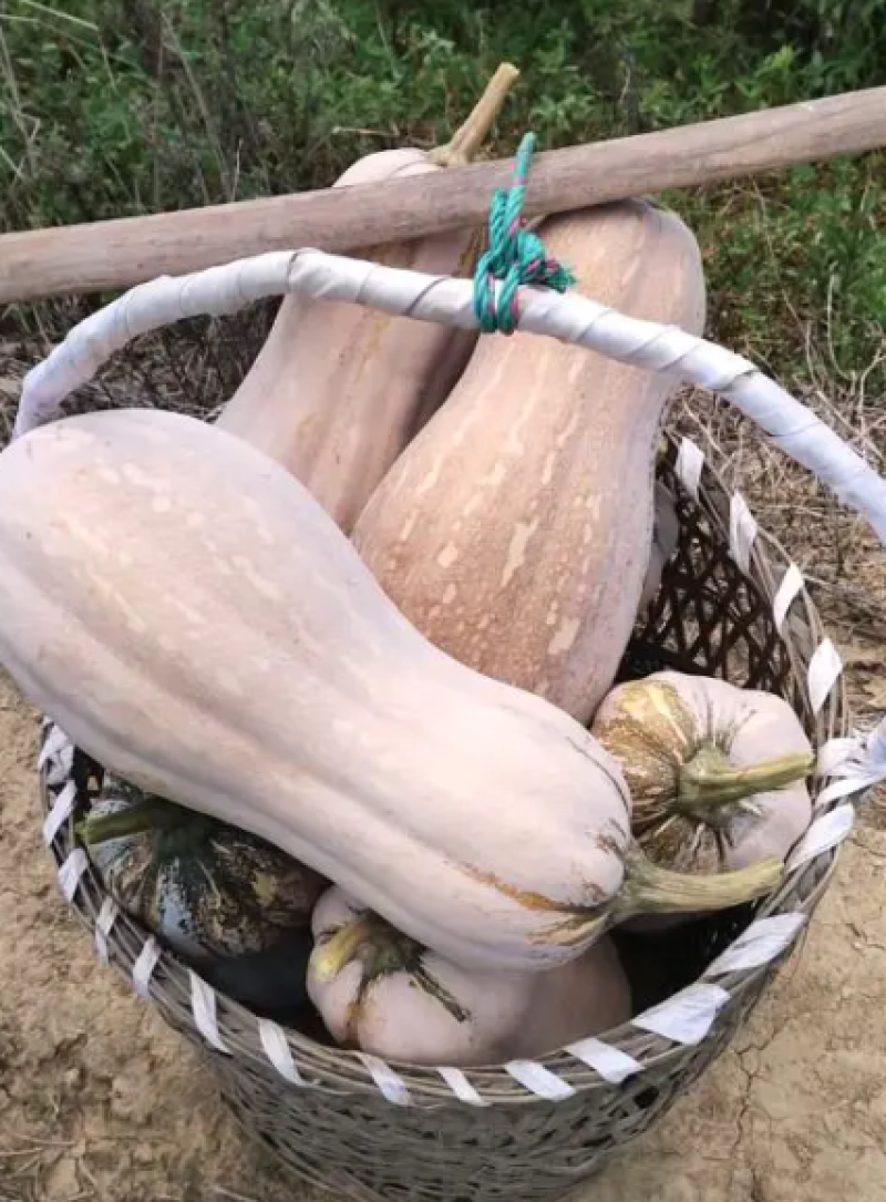 好甜蜜蜜本南瓜种子老瓜嫩瓜品质好抗病产量高
