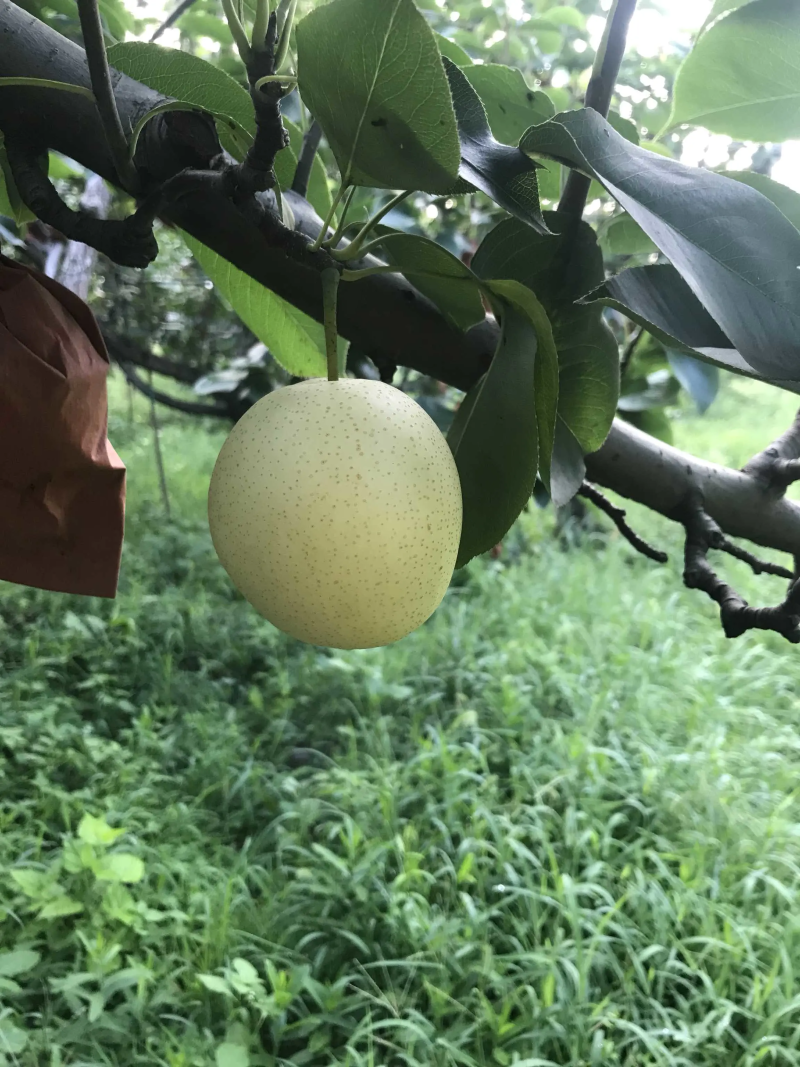 【坏烂包赔】河北皇冠梨现摘现发可对接商超市场视频看货