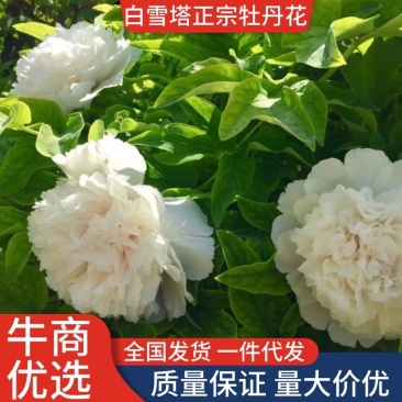 白雪塔正宗牡丹花苗盆栽地栽山东菏泽基地发货绿植庭院种植