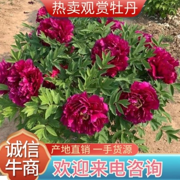 精品观赏牡丹基地直销几十个品种牡丹花苗带土球千层重瓣花