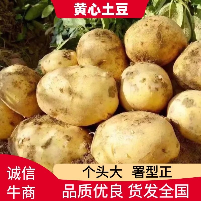 土豆陕北沙地黄心土豆沃土5号希森品质优良货发全国