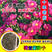 宿根荷兰菊种子矮生耐寒易活四季花种籽喜阴花籽室外庭院花种