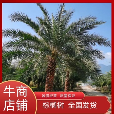 中东海枣银海枣基地各种规格直销低价批发