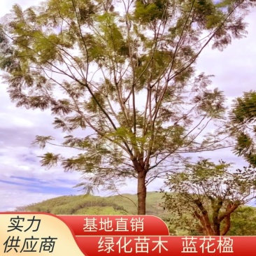 蓝花楹重庆蓝花楹种植基地漳州蓝花楹种植苗农一手货源低价