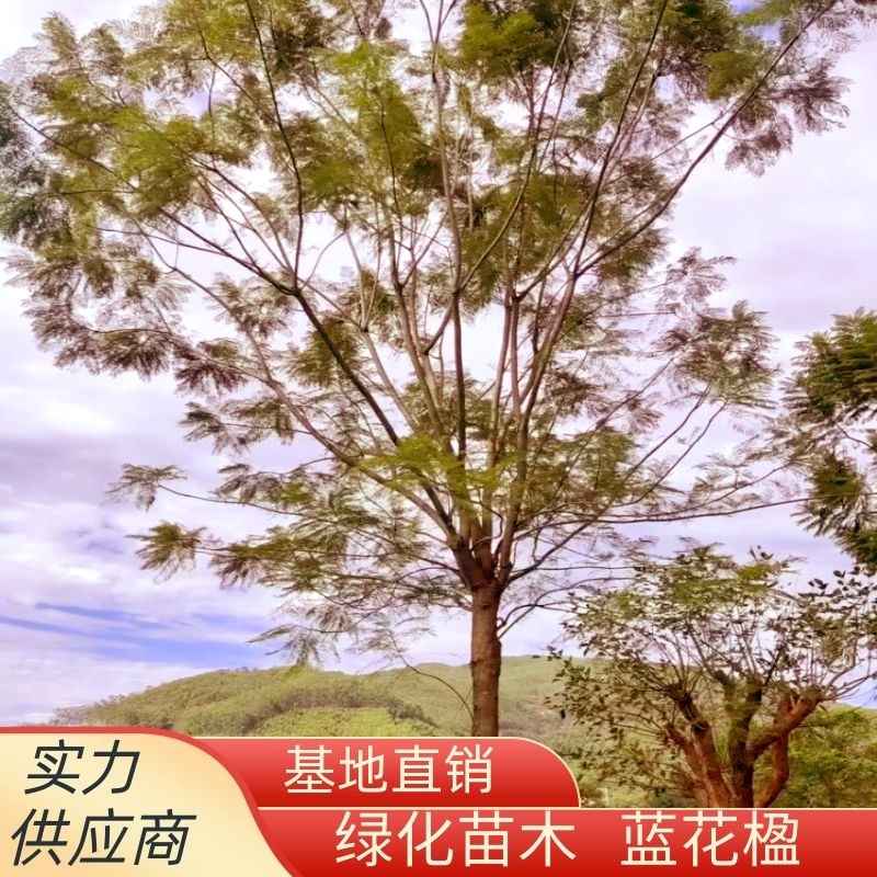 蓝花楹重庆蓝花楹种植基地漳州蓝花楹种植苗农一手货源低价