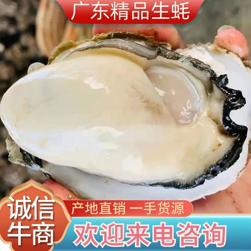 广东生蚝精品生蚝蚝场供应一件代发量大从优烧烤餐饮批