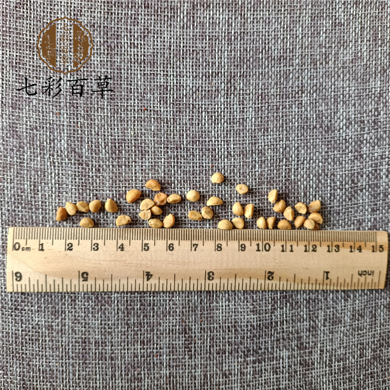 白丑牵牛子二丑山东七彩百草多种规格产地供应