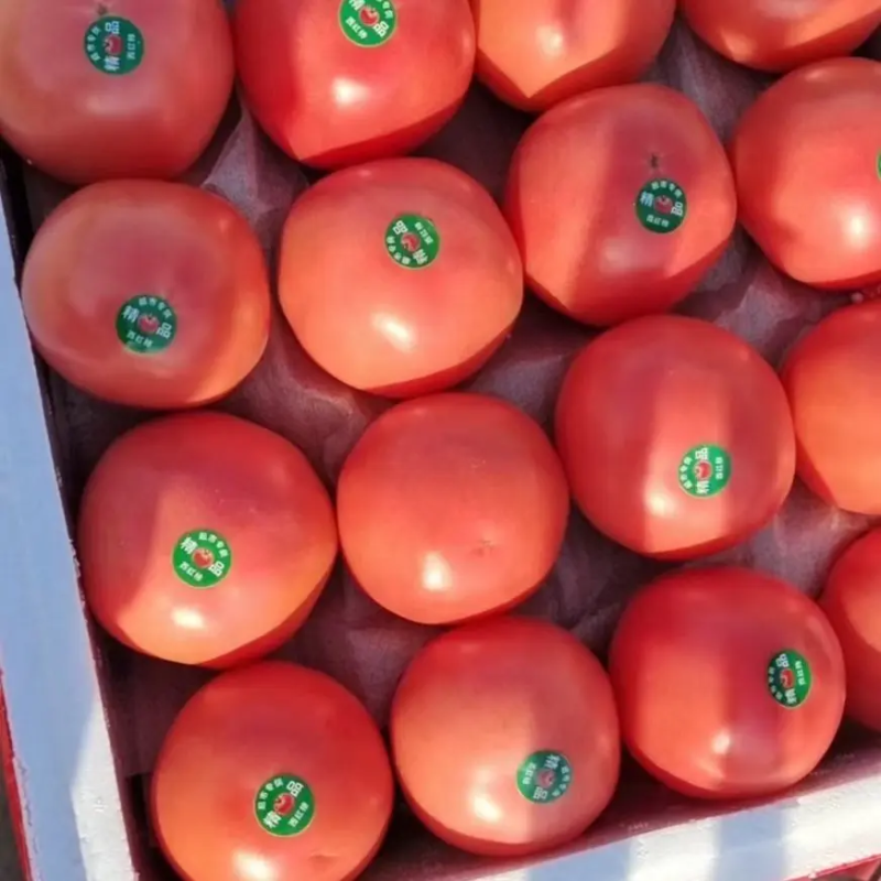 硬粉西红柿，货源充足，产地直供，保质保量保服务，品质保障