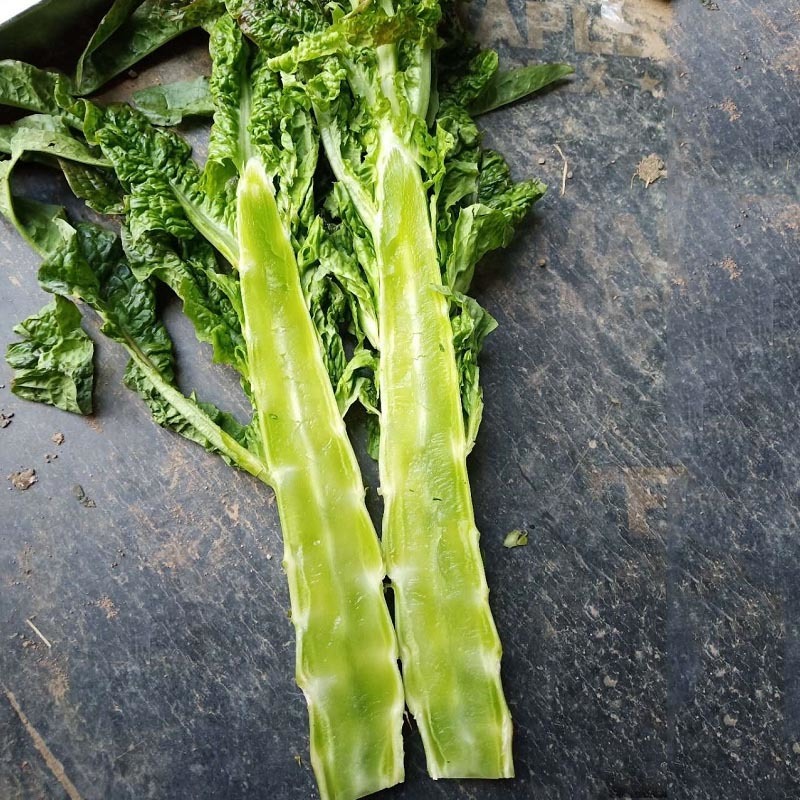 青尖皇莴笋种子尖叶绿皮绿肉特耐寒较抗热清香型基地用