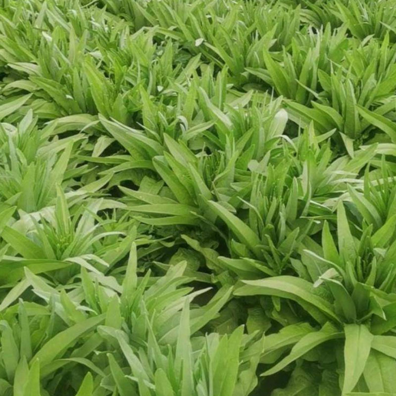 青尖皇莴笋种子尖叶绿皮绿肉特耐寒较抗热清香型基地用