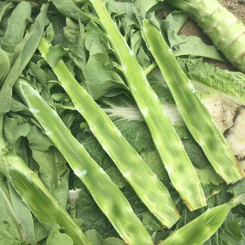 青尖皇莴笋种子尖叶绿皮绿肉特耐寒较抗热清香型基地用