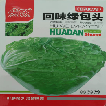 回味绿包头结球白菜种子早中熟杂交卷心矮帮高产大白菜种子