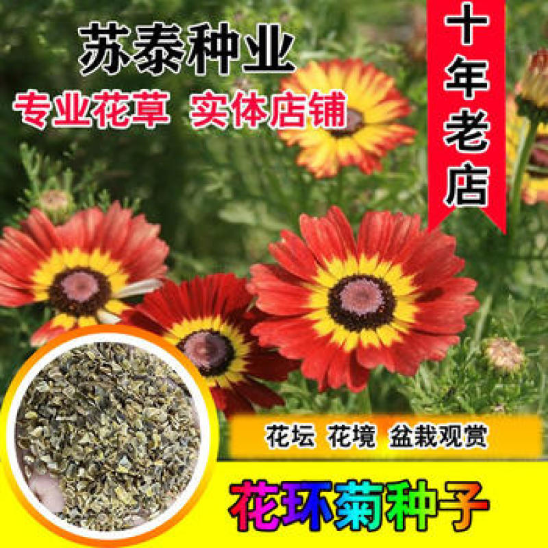花环菊花种子阳台盆栽景观花卉切花四季易种茼蒿菊彩虹菊三色