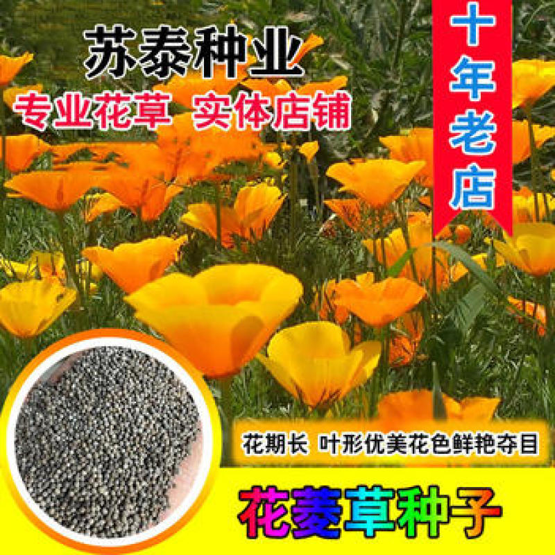 花菱草种子四季种易活花种子耐寒多年生宿根花籽庭院室外阳台