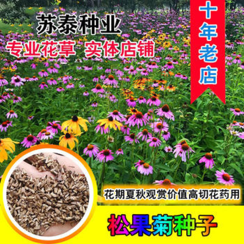 松果菊种子紫锥花种子景观工程园林绿化花期长耐热花草易种