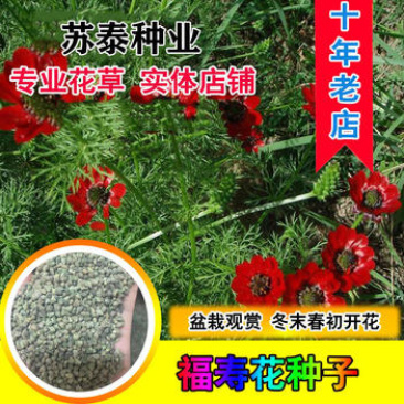 福寿花种子侧金盏花种子园林景观花海花坛花镜四季易种活花卉