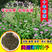 薄荷种子留兰香猫薄荷食用薄荷籽盆栽驱蚊四季开花易活室内花