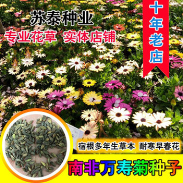 南非万寿菊种子蓝目菊耐寒景观庭院花卉四季播种开花非洲菊花