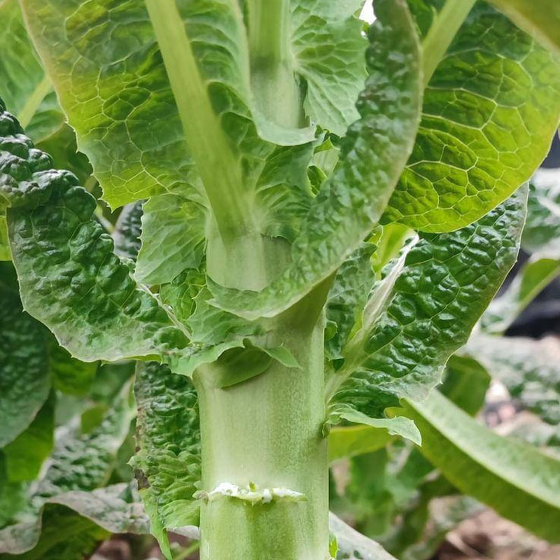 莴笋种子川塔青八号莴笋籽青皮尖叶皮薄大种植耐热抗寒