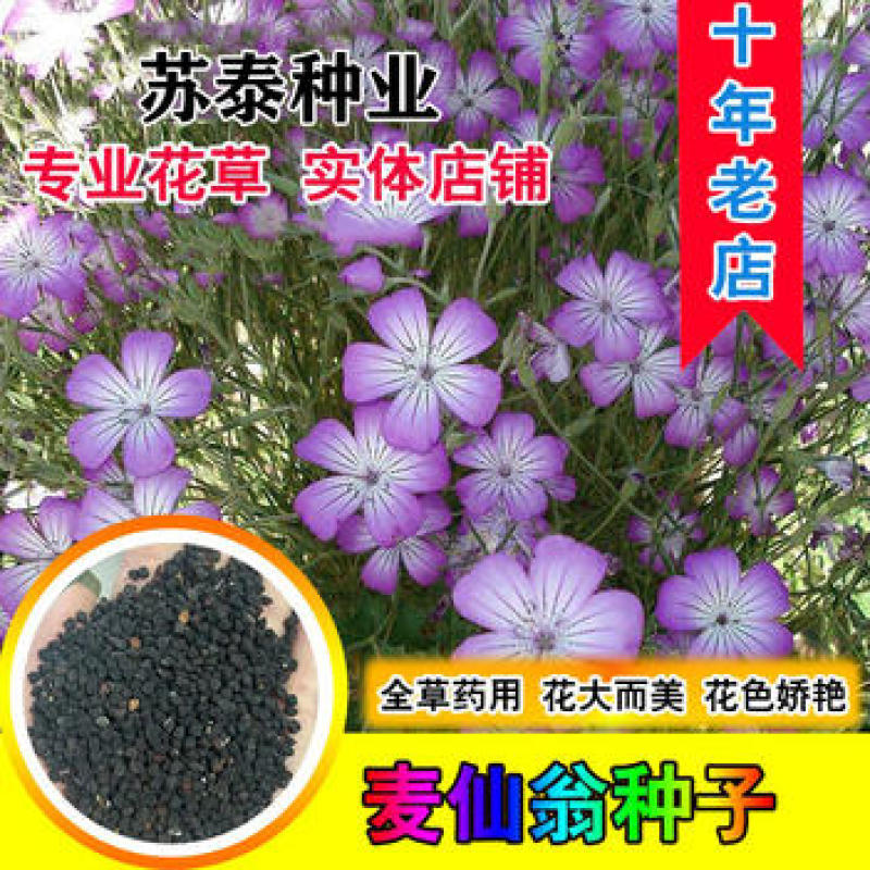 麦仙翁花种子醉蝶花庭院室外花籽四季播种易活开花不断盆栽花