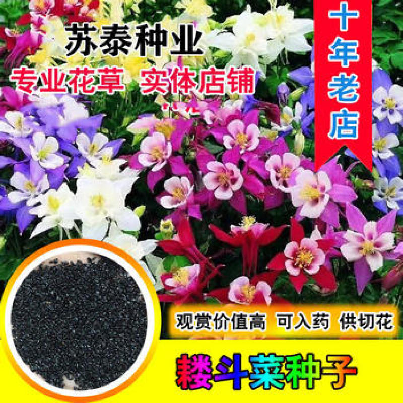 耧斗菜花种子四季易活开花室内外盆栽花种子花草植物花卉花种