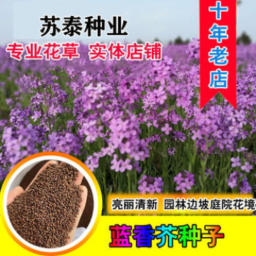 蓝香芥种子越年生蓝色草花优质观赏花卉品种花籽发芽率高