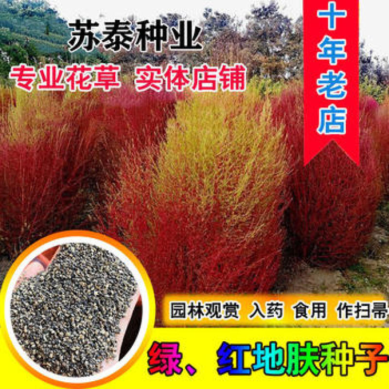 新红叶地肤种子绿叶地肤苗地麦铁扫帚苗菜红地肤园林景观花海