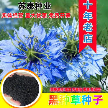 黑种草种子混色香草波斯宝石黑子草阳台盆栽植物景观花海四季