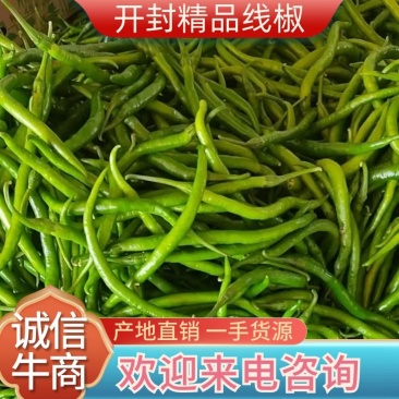 精品线椒精品货一手货源批发品质保证价格美丽欢迎合作
