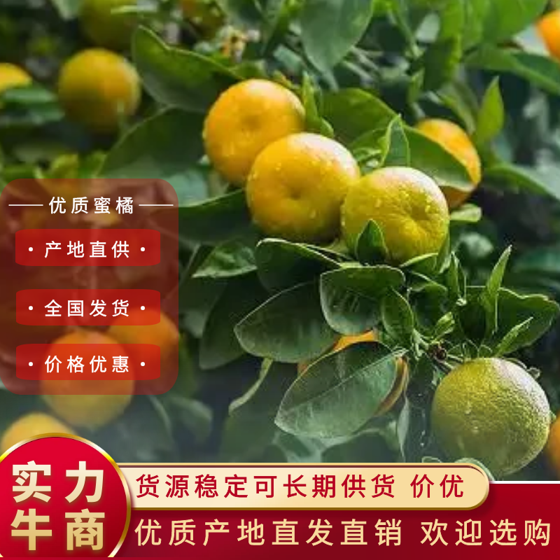 精品蜜橘云南蜜橘新鲜上市现摘现发可视频看货