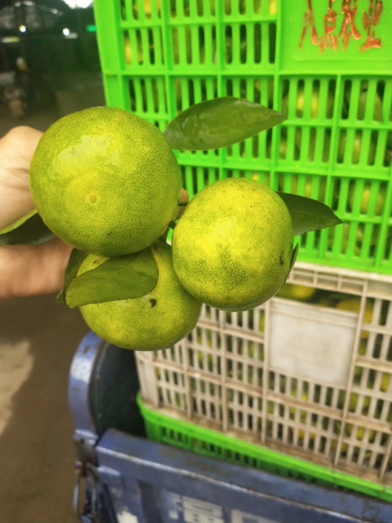 精品蜜橘云南蜜橘新鲜上市现摘现发可视频看货
