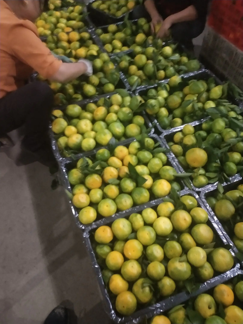 精品蜜橘云南蜜橘新鲜上市现摘现发可视频看货
