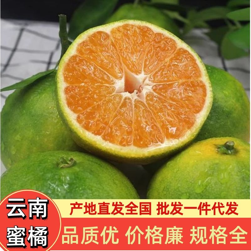 精品蜜橘云南蜜橘新鲜上市现摘现发可视频看货