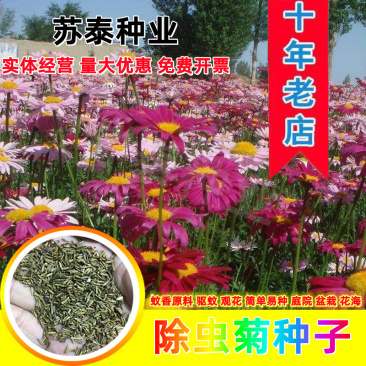 除虫菊盆栽种子室内外四季防蚊草驱蚊草种籽防蚊避蚊草花种子