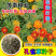 孔雀草花种子混色重瓣草花种子庭院室外景观花卉四季易种花种
