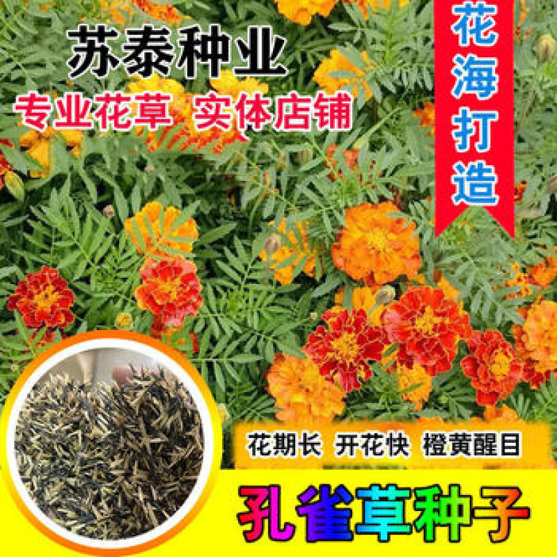 孔雀草花种子混色重瓣草花种子庭院室外景观花卉四季易种花种