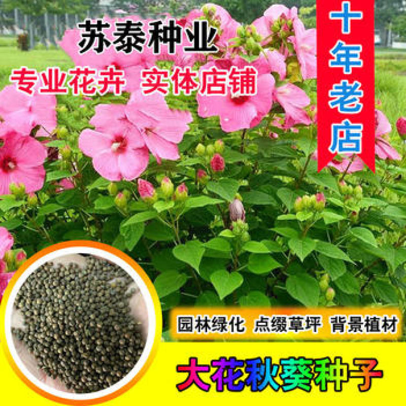 大花秋葵种子美芙蓉种子草芙蓉种子四季易种庭院阳台种子