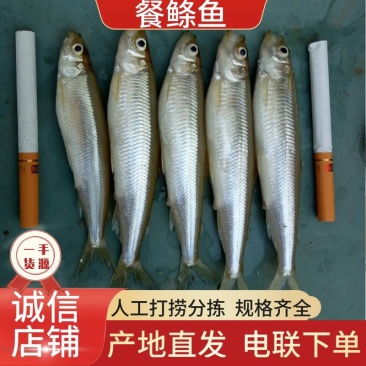 餐条鱼小白鱼产地直发一手货源量大从优欢迎来电洽谈合作
