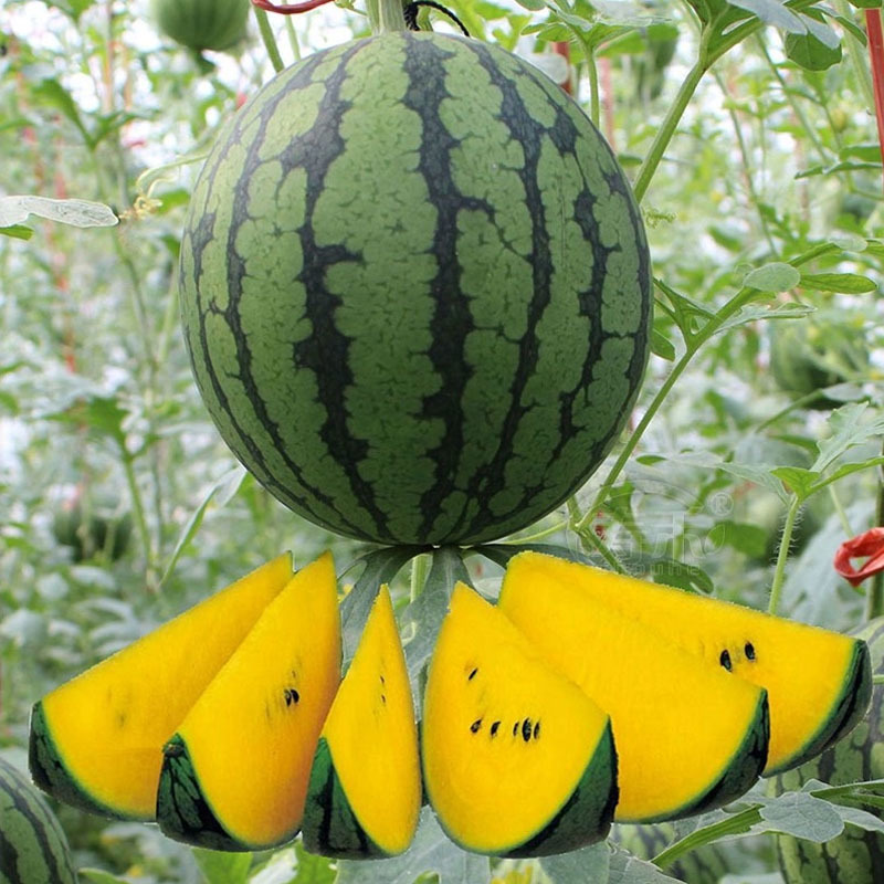 西瓜种子黄瓤花皮橙特色玉兰礼品西瓜早熟85天水果种子
