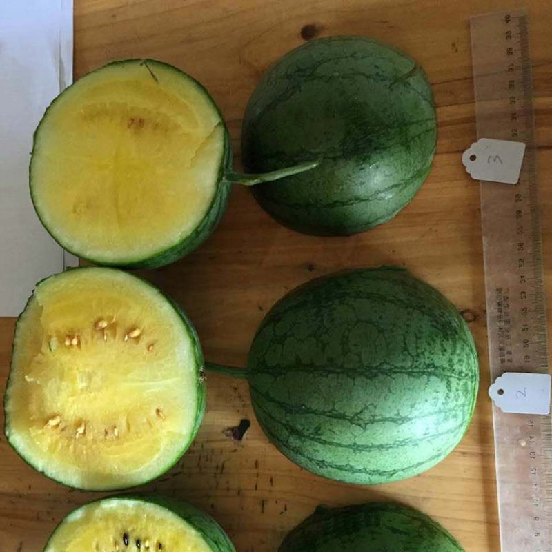西瓜种子黄瓤花皮橙特色玉兰礼品西瓜早熟85天水果种子