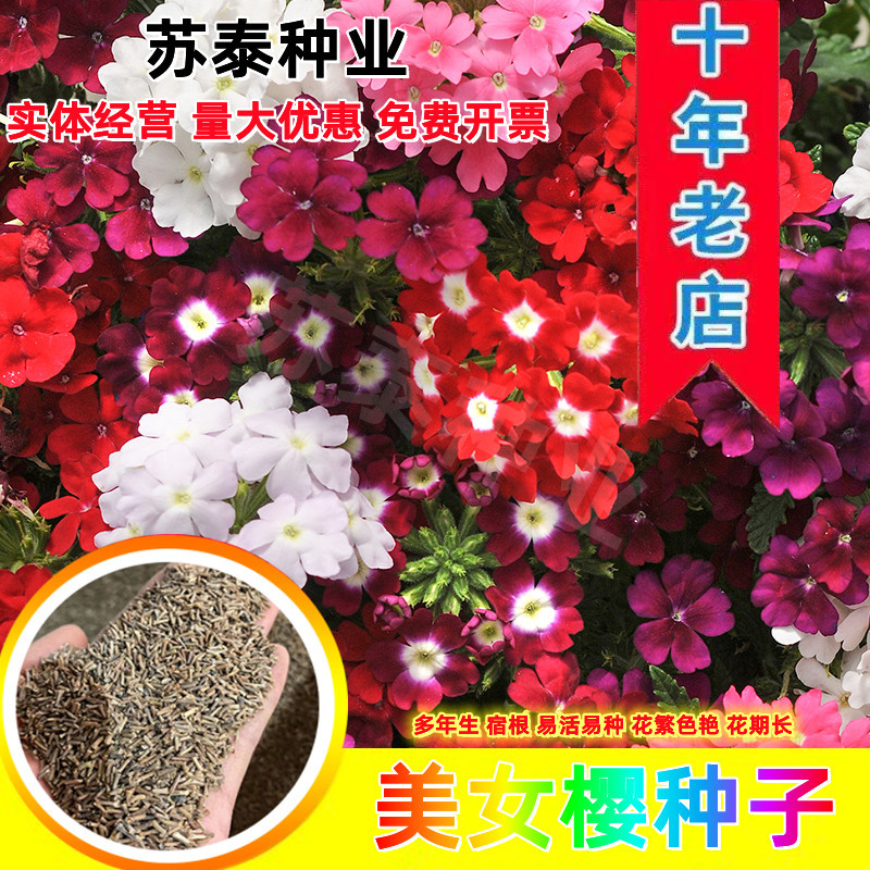 加拿大美女樱种子，进口种子，颜色艳丽，姿态优雅