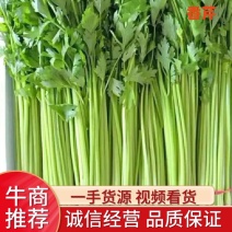 精品芹菜香芹芹菜一手货源视频看货品质保证以质论价