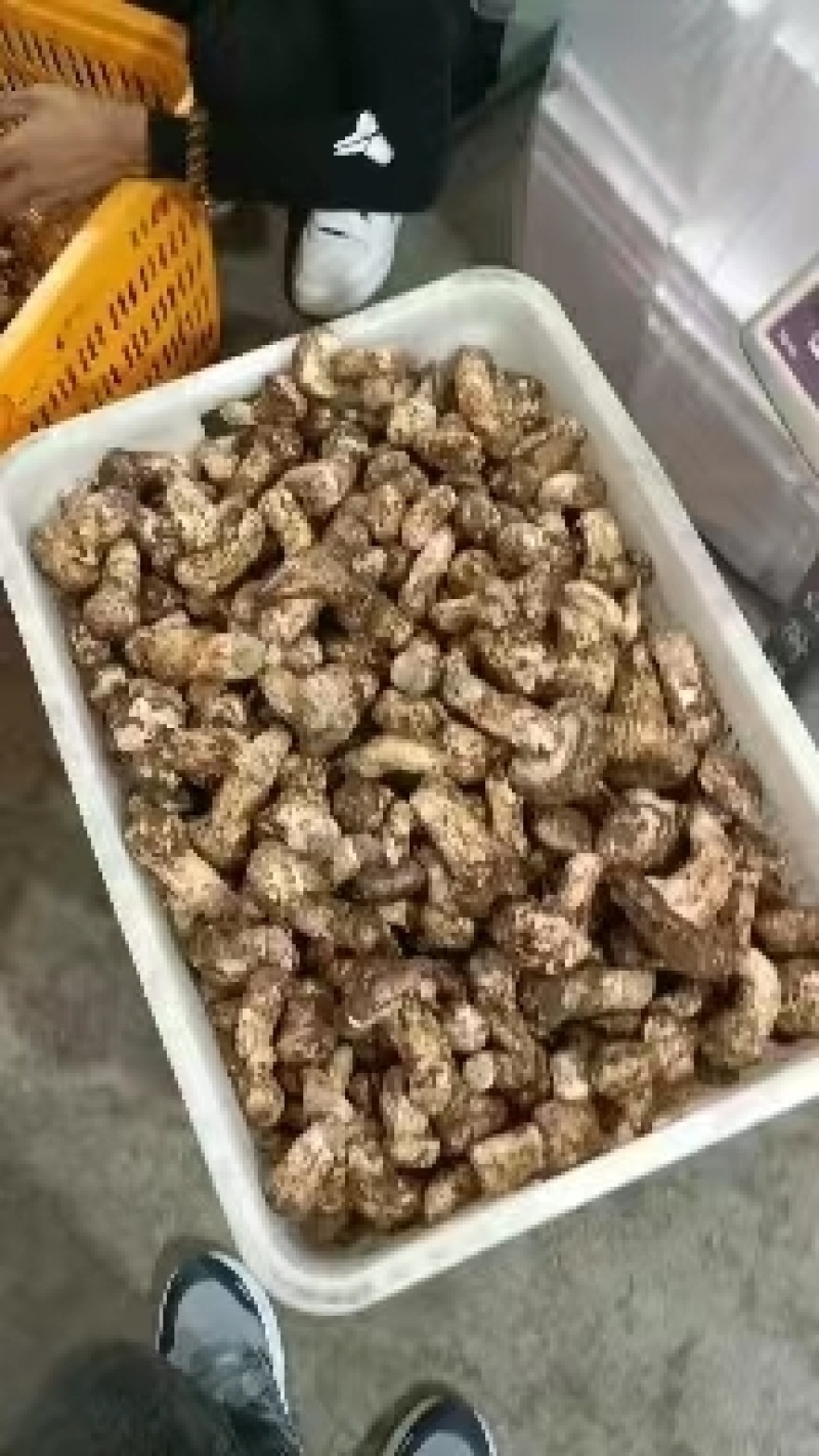 雅江松茸，产地直销，品质有保障，诚信经营，量大从优