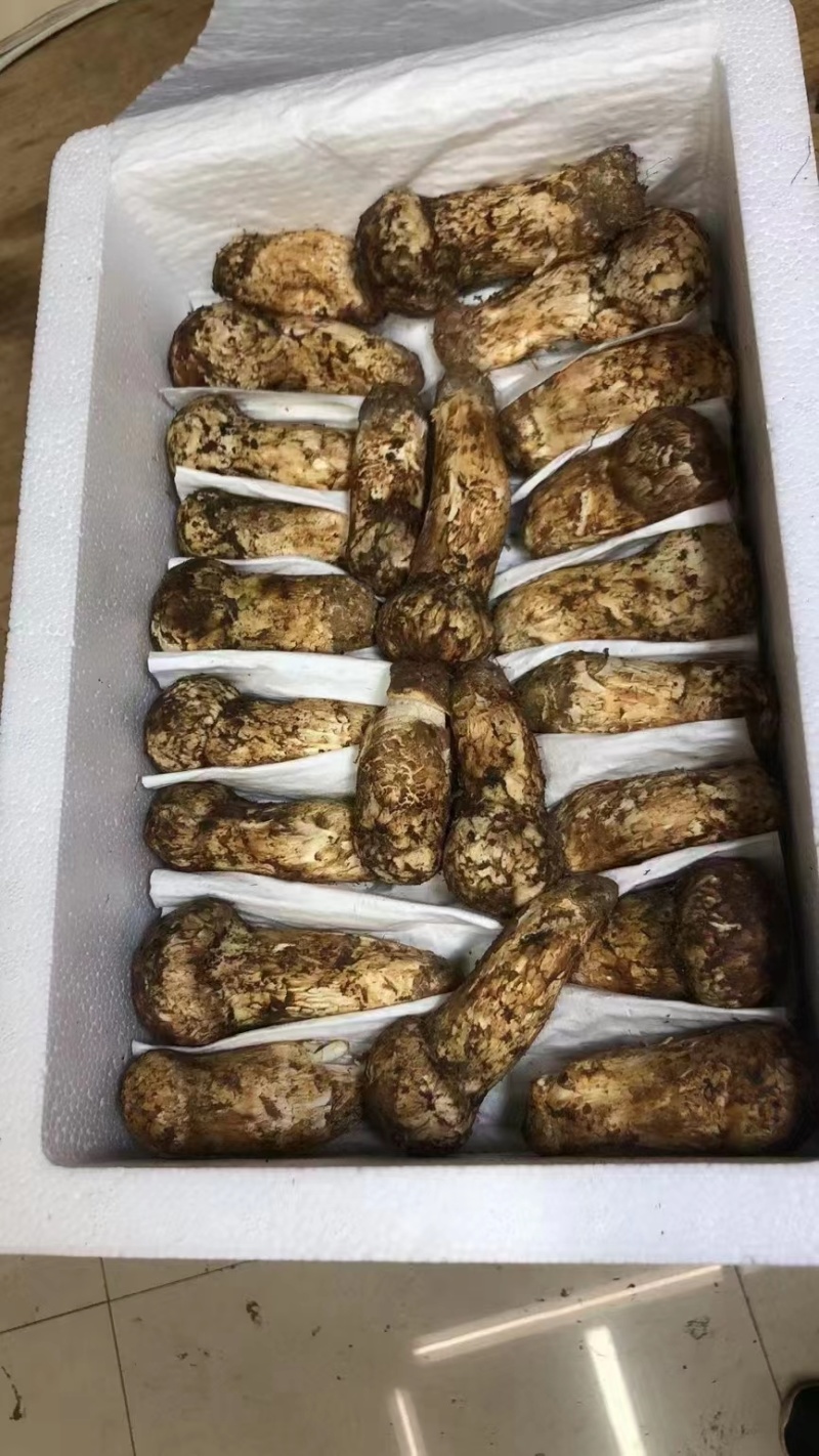 松茸，中国松茸之乡，雅江松茸，食用菌鲜货