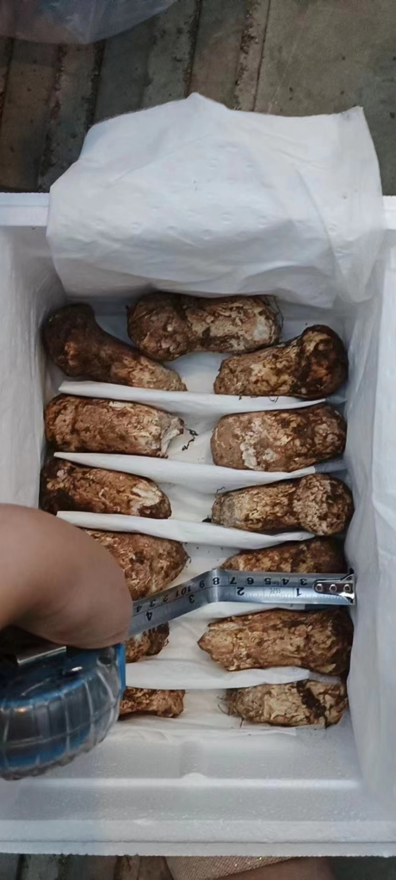 松茸，中国松茸之乡，雅江松茸，食用菌鲜货