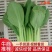 精品油菜上海青一手货源视频看货品质保证以质论价