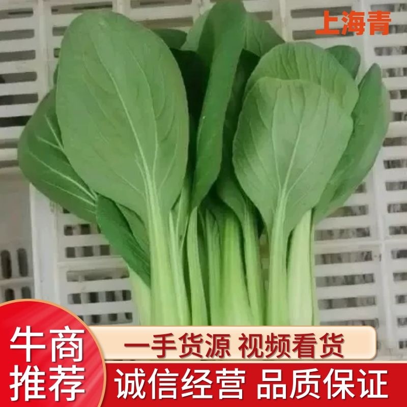 精品油菜上海青一手货源视频看货品质保证以质论价