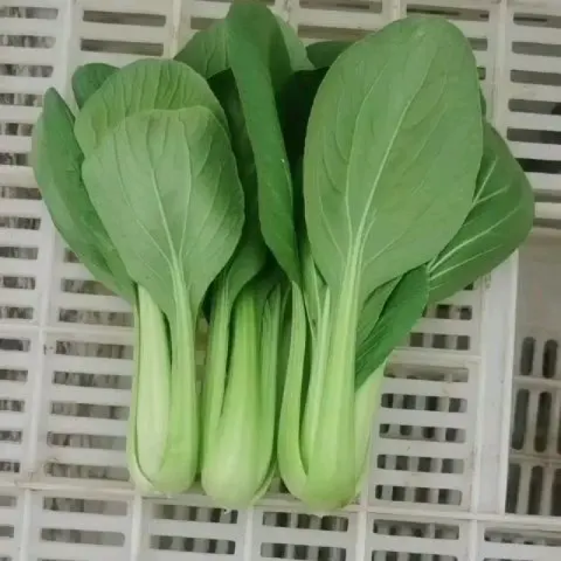 精品油菜上海青一手货源视频看货品质保证以质论价
