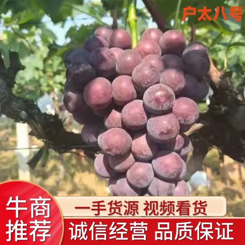 精品葡萄户太八号，串行3斤以上，颗粒饱满，口感多汁多肉，