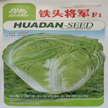 铁头将军白菜种子矮桩叠抱倒锥形矮帮大白菜种子早熟高产